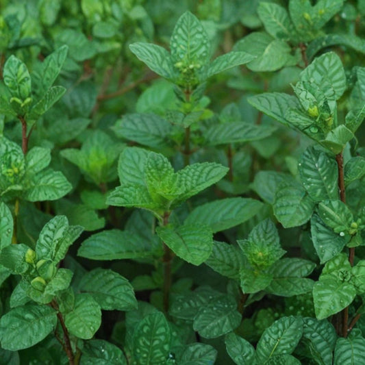 Set of 3 Mint 'Berries & Cream' Live Plants | 3–6 Inches Tall | Bare Root Starter Herbs | Variegated Culinary Mint | Fast Growing | Easy to Grow