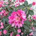 Wissahickon Rhododendron – Evergreen Rhododendron | Purple Red Midseason Blooms | Field Grown 12–15" Plant