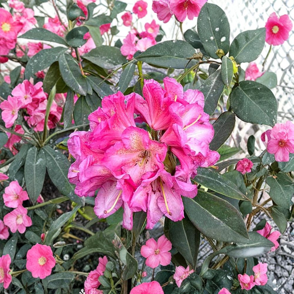 Wissahickon Rhododendron – Evergreen Rhododendron | Purple Red Midseason Blooms | Field Grown 12–15" Plant