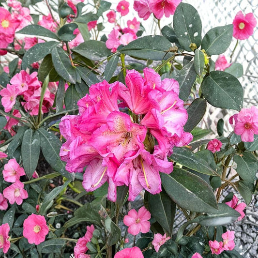 Wissahickon Rhododendron – Evergreen Rhododendron | Purple Red Midseason Blooms | Field Grown 12–15" Plant