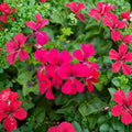 Reach Out Hot Pink Ivy Geranium Seeds – Trailing Pelargonium | 15 Seeds Included | Hanging Basket Blooms | Bright Pink Flowers | Easy to Grow