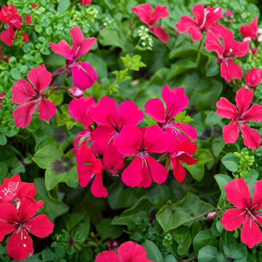 Reach Out Hot Pink Ivy Geranium Seeds – Trailing Pelargonium | 15 Seeds Included | Hanging Basket Blooms | Bright Pink Flowers | Easy to Grow