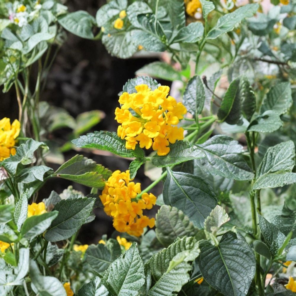 Trailing Yellow Lantana – Live Starter Plant | 3–5 Inches Tall | Bare Root | Butterfly-Friendly | Easy to Grow
