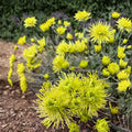 Green Chrysanthemum Plant – Chrysanthemum Live Perennial Flower | Includes Nursery Pot Large 5 Inch Blooms | Unique Green Garden Mum | 绿千丝菊花