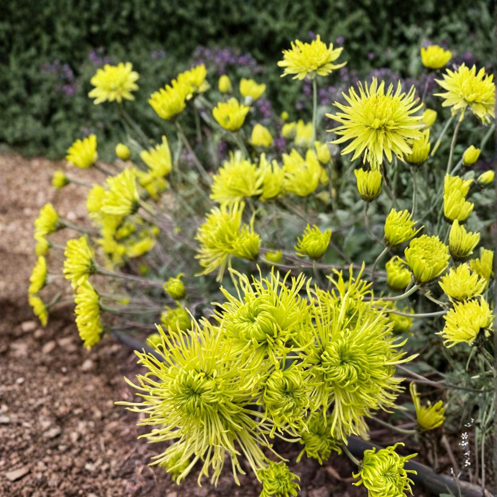 Green Chrysanthemum Plant – Chrysanthemum Live Perennial Flower | Includes Nursery Pot Large 5 Inch Blooms | Unique Green Garden Mum | 绿千丝菊花