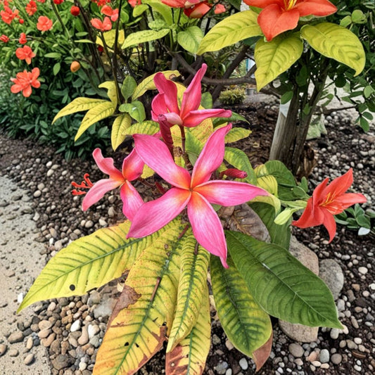 20 Plumeria Live Cuttings | 8–10 Inch Unrooted Frangipani Cuttings | Tropical Flowering Plant | Grown in Hawaii | Easy to Root
