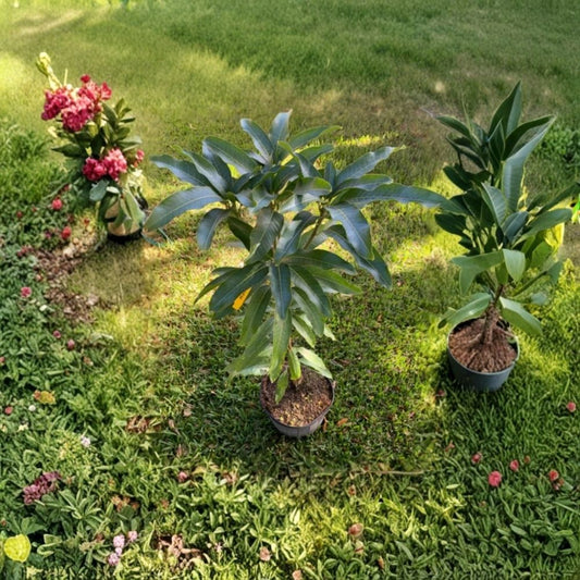 Grafted Raw Honey Mango Tree Live Plant – 3 Gallon Pot | Tropical Fruit Tree | Sweet Honey Mango | Grafted Mango Plant | Home Orchard