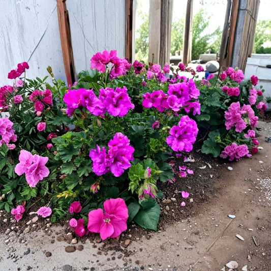 Regal Geranium Cutting – Purple Pelargonium | 6–8 Inch Live Plant | Fancy Lavender Blooms | Rare Flowering Plant | Easy to Root Starter