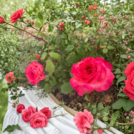 Portlandia Climbing Rose Cuttings – Set of 7 Live Rose Cuttings | 5–7 Inch Tall | Flowering Rose Propagation | Climbing Rose Bush | Rooting Project