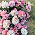 Rhododendron ‘Yaku Sunrise’ Live Evergreen Shrub | Pink & White Blooming Rhododendron | Compact Cold Hardy Plant | #1 Container Grown