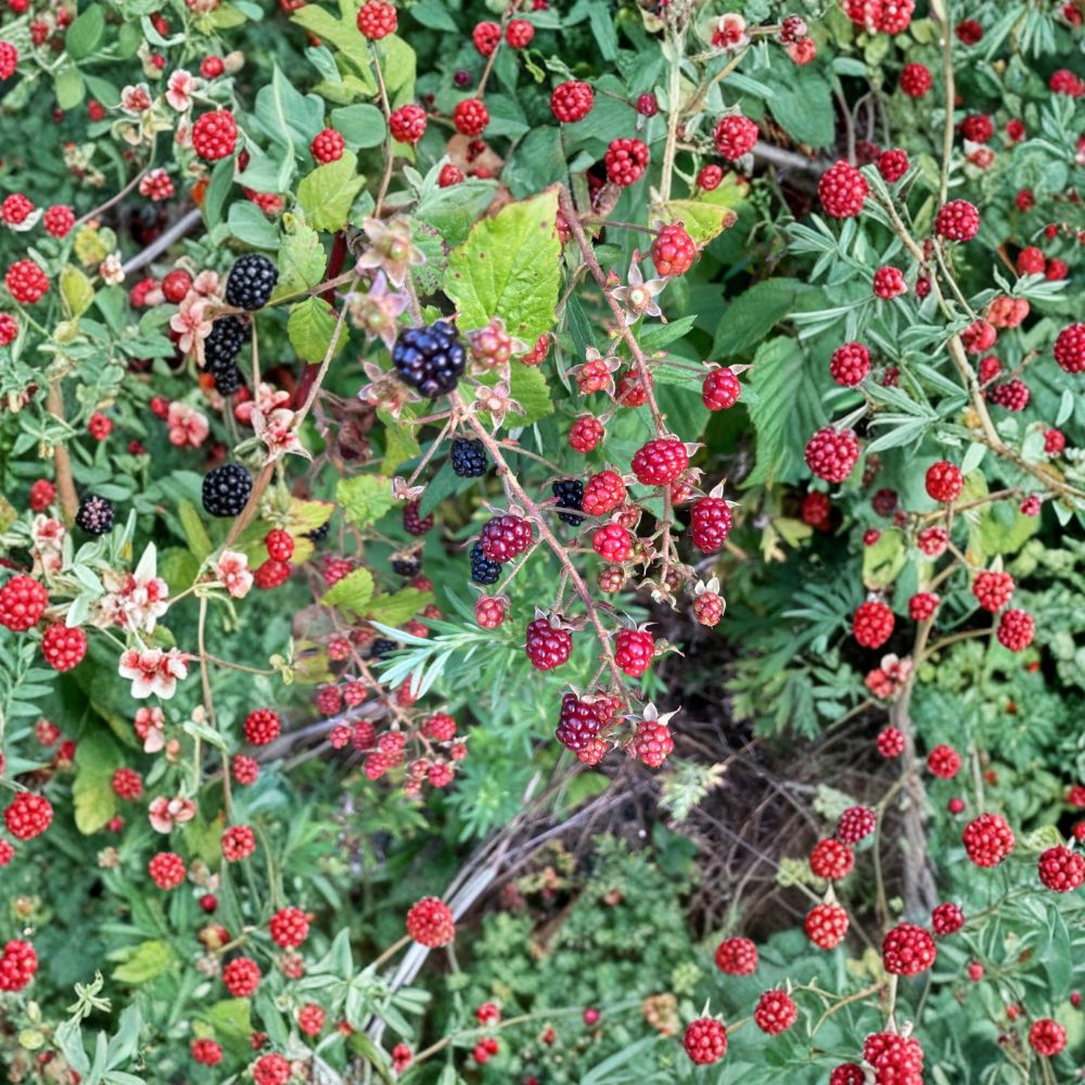 Allegheny Blackberry Plant – Live Rooted Blackberry Cane | Sweet Wild Blackberry | Zones 3–8