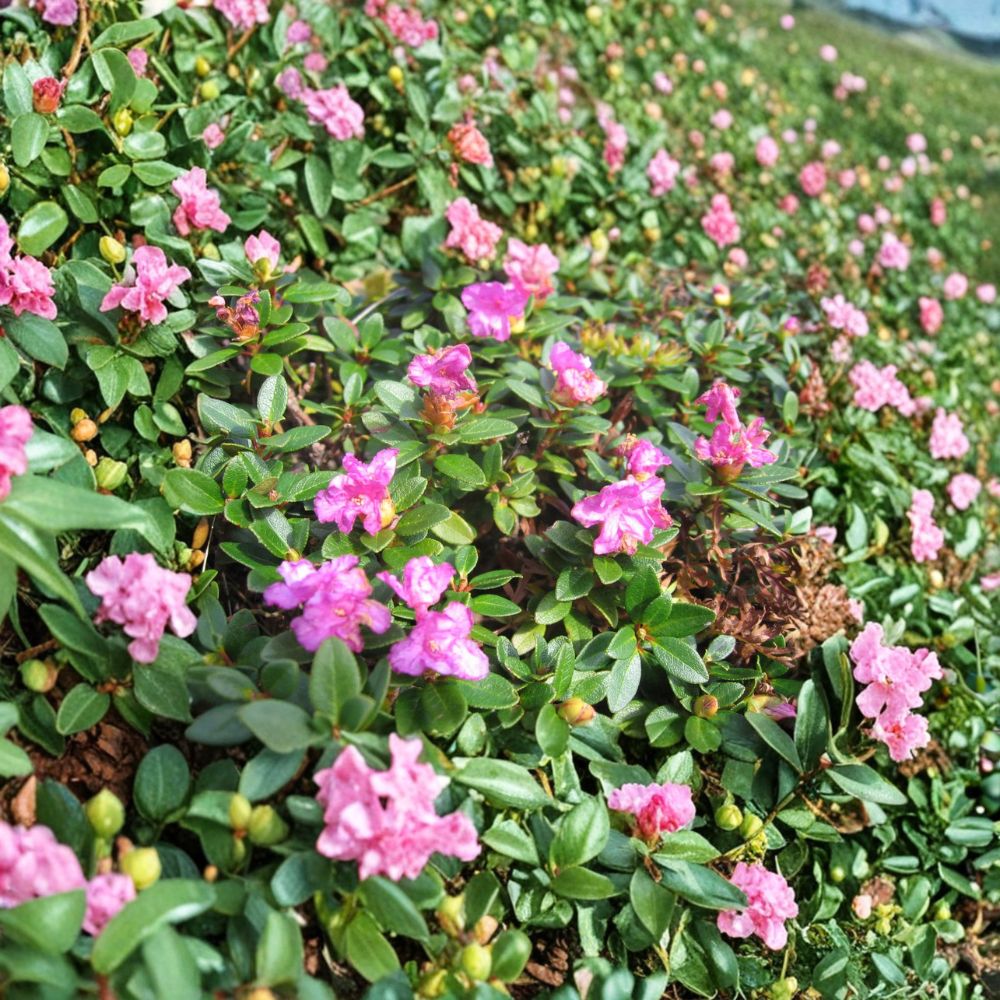 Rhododendron myrtifolium – Compact Evergreen Rhododendron | #1 Container Size | Lilac Pink Blooms | Cold Hardy Dwarf Shrub