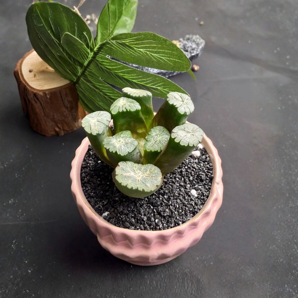 Haworthia Maughanii – Haworthia maughanii Live Succulent | 2.4 Inches | Bare Root | Rare Window Succulent | Easy to Grow