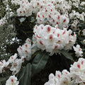 Rhododendron ‘Harvest Moon’ Live Evergreen Shrub | White Blooms with Purple Freckles | Hardy Landscape Rhododendron | #3 Container Grown