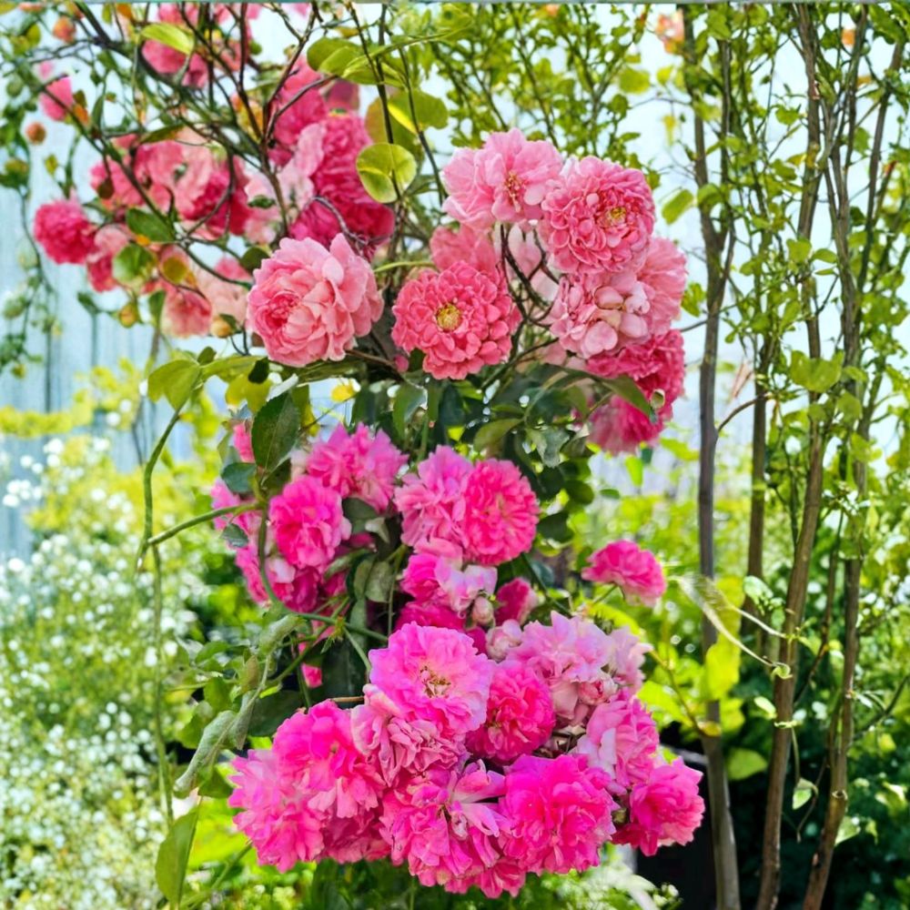 Seven Sisters Rose – Rosa multiflora Live Climbing Rose | Includes Nursery Pot Heirloom Rambler Rose | Fragrant Pink Blooms | Cottage Garden Favorite