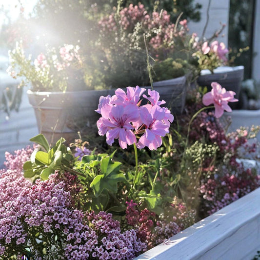 Lavender Ivy Geranium Cuttings – Pelargonium peltatum | 3 Live 6 Inch Trailing Cuttings | Purple Pink Blooms | Hanging Basket Plant | Easy to Root