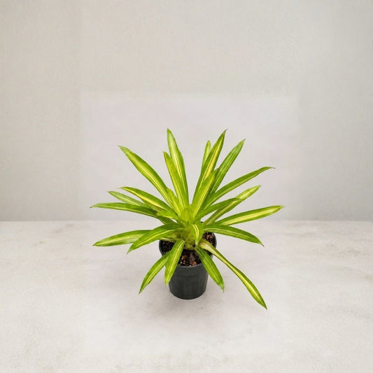 Guzmania ‘Ice Cream’ Variegated Bromeliad Live Plant – 4 Inch Pot | Rare Tropical Houseplant | Green Cream Foliage | Easy Care Indoor Plant | Plant Gift