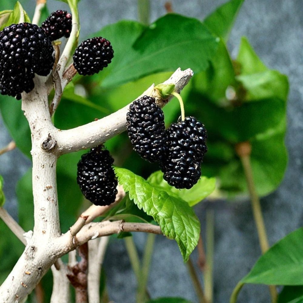 12 Shangri-La Mulberry Cuttings – Morus Live Scions | Fresh Unrooted Cuttings | For Rooting or Grafting | Sweet Fruit Variety