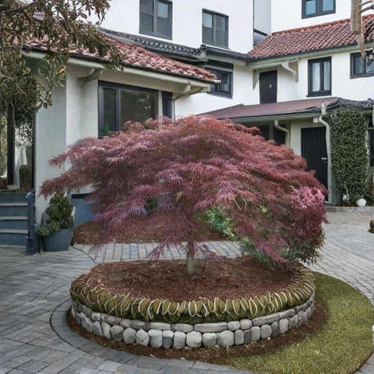 Inaba Shidare Japanese Maple Live Plant – Acer palmatum ‘Inaba Shidare’ | 2.5 Quart Grow Bag | Weeping Laceleaf Tree | Red Purple Foliage | Zones 5–9