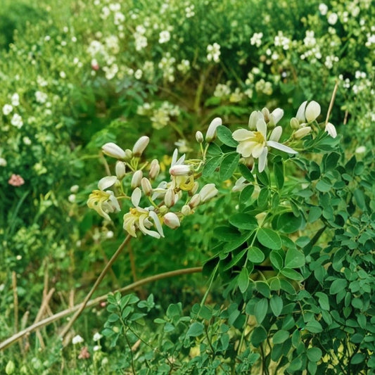 Moringa Live Plants – Moringa oleifera | 2 Plants | 12–20 Inches Tall | 4 Inch Pots | Drumstick Tree | Edible Tropical Plant | Fast Growing