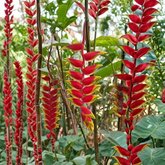 Heliconia Rostrata Live Rhizome | Hanging Lobster Claw | Tropical Flowering Plant | Exotic Garden Favorite | Easy to Grow