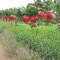 Red Gala Apple Tree – Malus domestica Live Bare Root Tree | 32 Inches Tall | Sweet Crisp Gala Apple Variety | On M7 Rootstock
