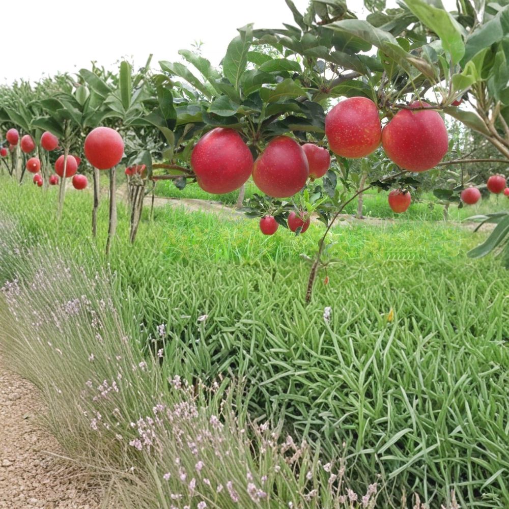 Red Gala Apple Tree – Malus domestica Live Bare Root Tree | 32 Inches Tall | Sweet Crisp Gala Apple Variety | On M7 Rootstock