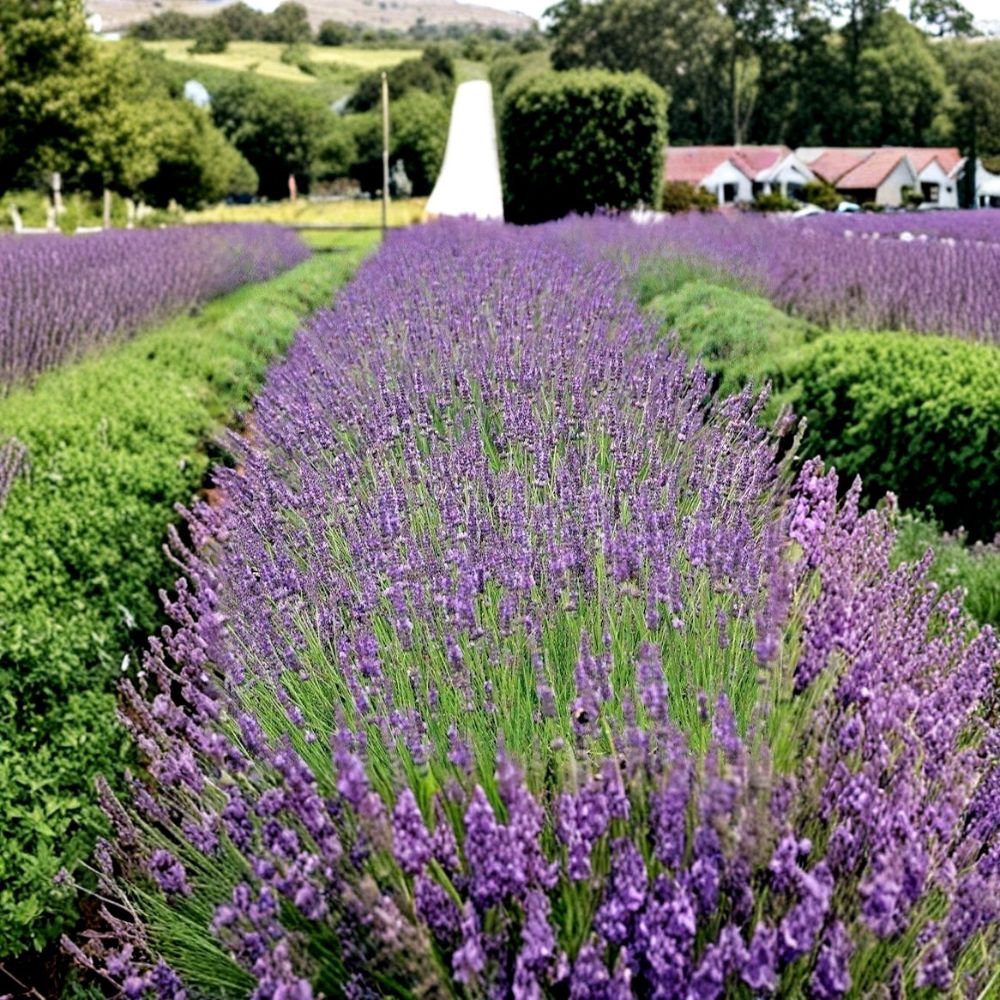 Phenomenal Lavender – Lavandula × intermedia 'Phenomenal' Live Plant | Healthy Starter | Includes Nursery Plug | Fragrant Perennial Herb | Easy to Grow