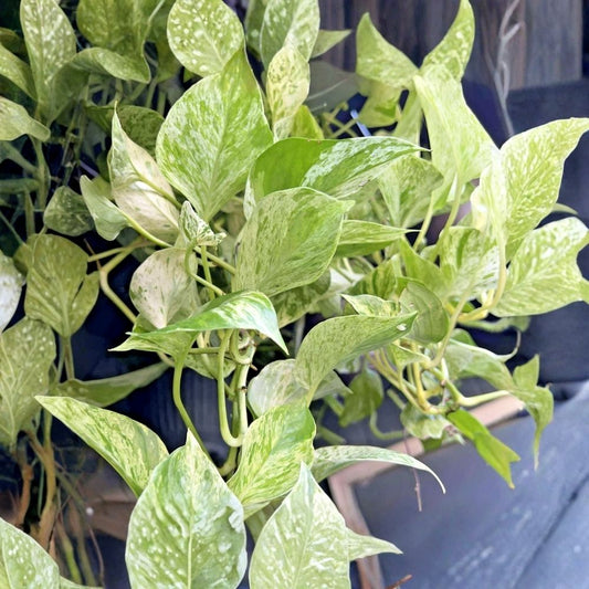 Rare Pothos & Houseplant Cuttings – 7 Live Leaf Node Cuttings | Marble Queen | Cebu Blue | Golden Pothos | Satin Pothos | Monstera Adansonii | Philodendron | Propagation Bundle