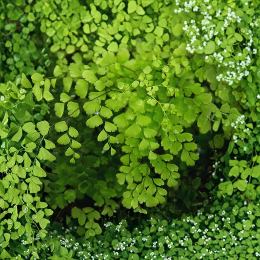 Maidenhair Fern – Live Bare Roots Set of 20 | 4–6 Inch Fern Roots | Shade Loving Perennial | Woodland Garden Plant