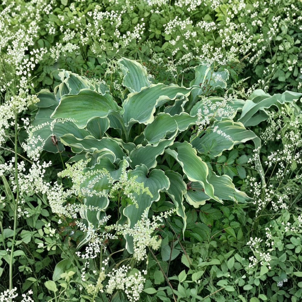 Dancing in the Moonlight Hosta – Live Bare Root Shade Perennial | 3 Inch Starter Plant | Ruffled Blue Variegated Hosta | Cream White Margins