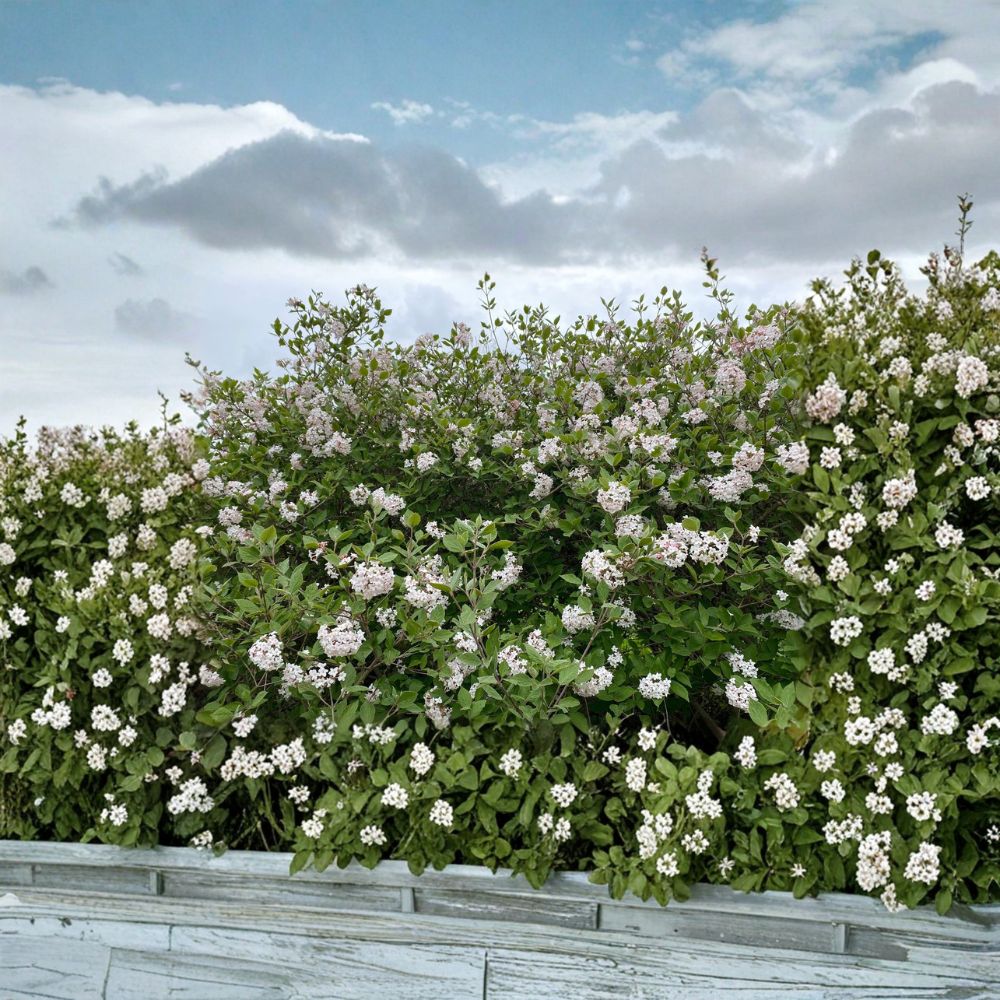 Korean Spice Viburnum – Live Fragrant Flowering Shrub | Viburnum carlesii | 1 Gallon Pot Plant | Spring Bloom Landscape Shrub