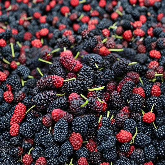 Illinois Everbearing Mulberry Live Cuttings | 6 Fresh 4–6 Inch Dormant Cuttings | Easy to Root | Fruit Tree Propagation | Garden Starter