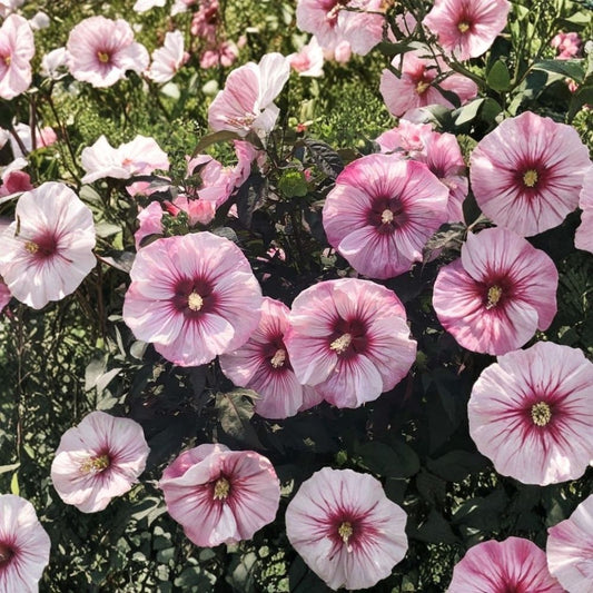Cherry Choco Latte Hardy Hibiscus – Live Potted Plant | Hibiscus Summerific | 2.5 Inch Pot | Huge Pink Flowers | Cold Hardy Perennial