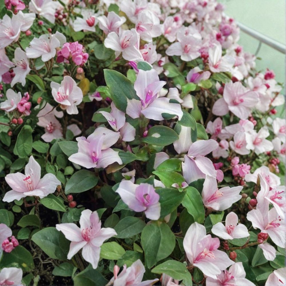 Tradescantia Andersoniana 'Blushing Maiden' – Fresh Cuttings | Set of 3 | Rare Wandering Jew Houseplant | Easy to Grow