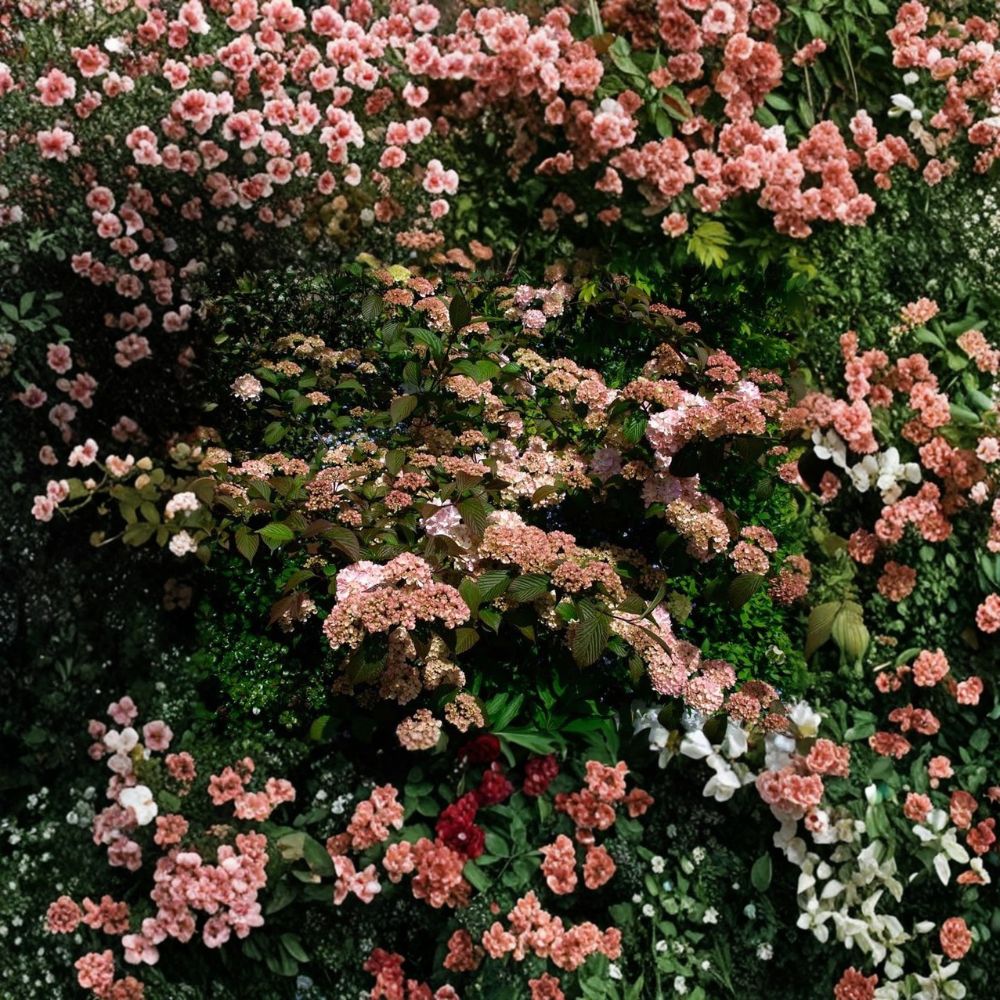 Mary Milton Viburnum – Japanese Snowball Live Plant | 1 Gallon Pot | White to Pink Flowering Shrub | Fragrant Ornamental | Easy to Grow