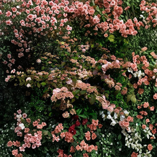 Mary Milton Viburnum – Japanese Snowball Live Plant | 1 Gallon Pot | White to Pink Flowering Shrub | Fragrant Ornamental | Easy to Grow