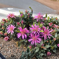 Rhododendron ‘Dragon’ – Rare Evergreen Rhododendron | #1 Container Size | Vibrant Purple Pink Blooms | Collector Flowering Shrub