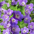 Rozanne Geranium Live Plant – Hardy Cranesbill | 4.5 Inch Pot | Blue Flower Perennial | Long Blooming Ground Cover | Container Friendly