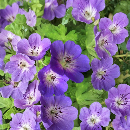 Rozanne Geranium Live Plant – Hardy Cranesbill | 4.5 Inch Pot | Blue Flower Perennial | Long Blooming Ground Cover | Container Friendly