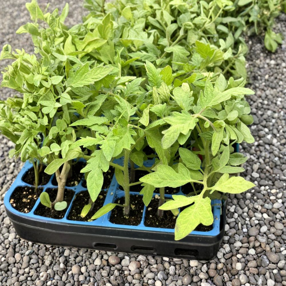 Celebrity Tomato – Solanum lycopersicum Live Plants | Set of 4 | 6–10 Inch Starter Plants | Disease-Resistant Garden Tomato