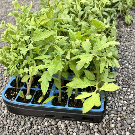 Celebrity Tomato – Solanum lycopersicum Live Plants | Set of 4 | 6–10 Inch Starter Plants | Disease-Resistant Garden Tomato