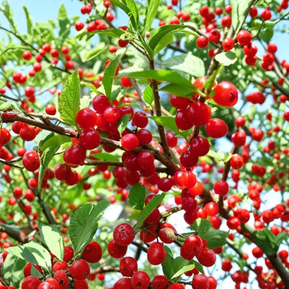 Nanking Cherry – Prunus tomentosa Live Plant Cuttings | 10 Unrooted 6–8 Inch Cuttings | Edible Fruit Shrub | Easy to Propagate