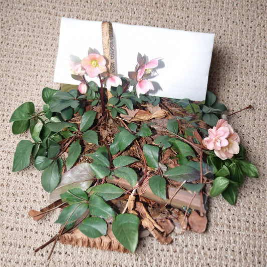 Hellebore Lenten Rose Live Plant | Well Rooted Perennial with Soil | Early Spring Blooming Shade Plant | Woodland Garden Favorite | Easy to Grow