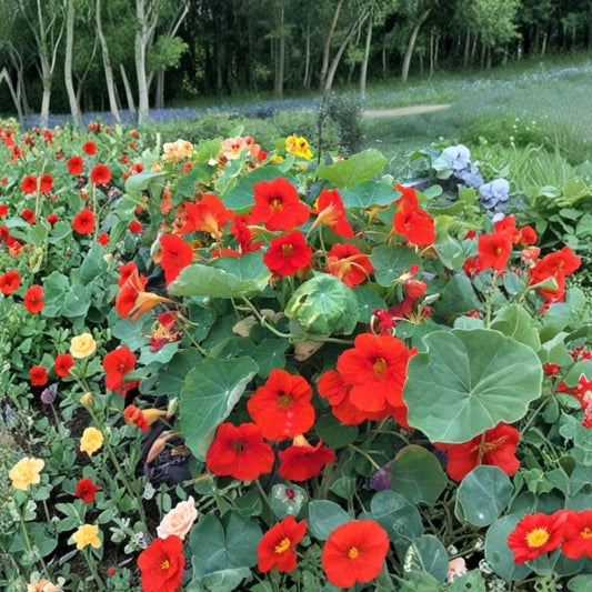 Nasturtium Live Plants – 2 Starter Plants | 3–5 Inches Tall | 4 Inch Pot | Edible Flowers & Leaves | Fast Growing Annual Herb | Pollinator Friendly Garden Plant