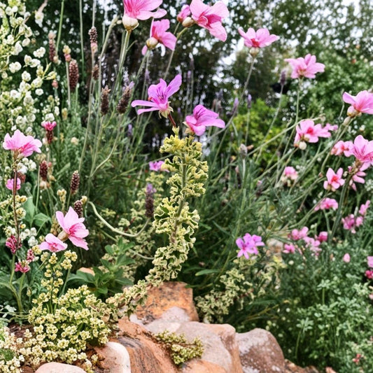 Rare Variegated Compact Pelargonium Geranium – 3 Fresh Live Cuttings | 6 Inch or Longer | Ruffled Variegated Foliage | Pink Flowers | Propagation Plant