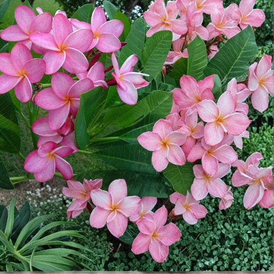 Hawaiian Plumeria Frangipani Plant Cutting – 12 Inch Live Miami Rose Cutting | Tropical Flowering Plant | Florida Grown | Easy to Root | Garden & Patio Plant