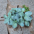 Silver Bullet Hosta – Live Bare Root Shade Perennial | 3 Inch Starter Plant | Thick Blue Hosta | Slug Resistant Garden Plant