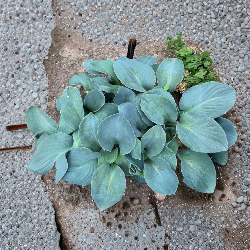 Silver Bullet Hosta – Live Bare Root Shade Perennial | 3 Inch Starter Plant | Thick Blue Hosta | Slug Resistant Garden Plant