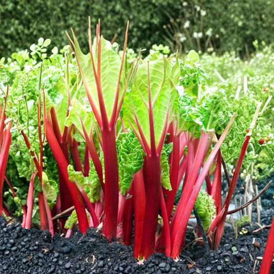 Victoria Rhubarb – Rheum rhabarbarum 5 Bare Roots | Heirloom Perennial Vegetable | Edible Garden Plant | Easy to Grow